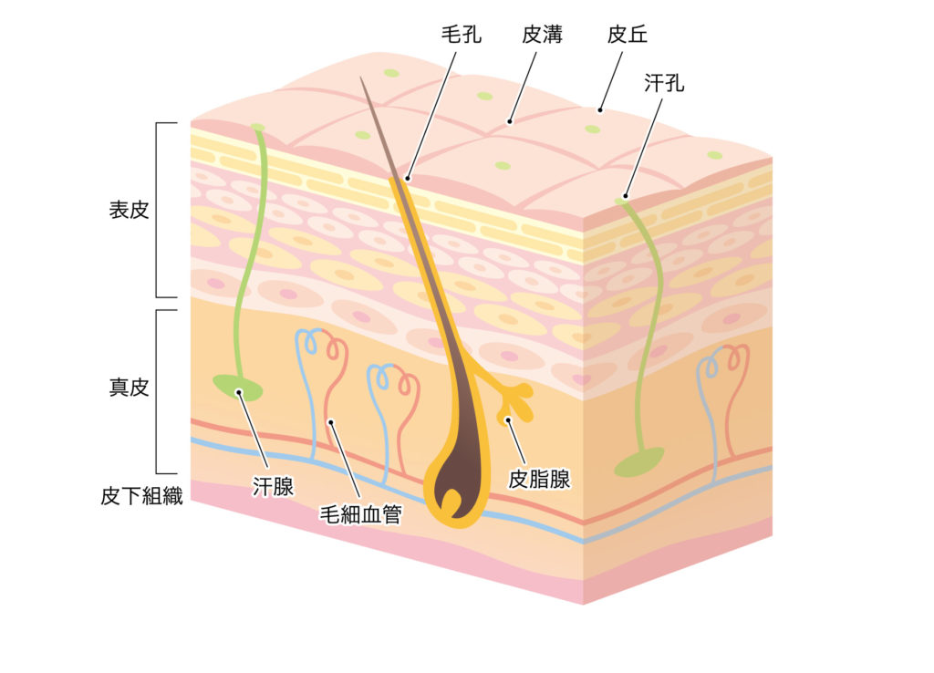 自毛植毛について